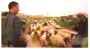 con il pastore in Turchia